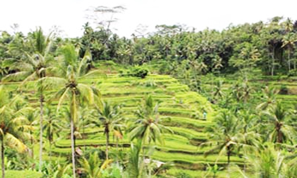 Terraced rice field at Ceking Village,