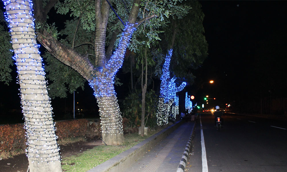 Decorative lamps on trees