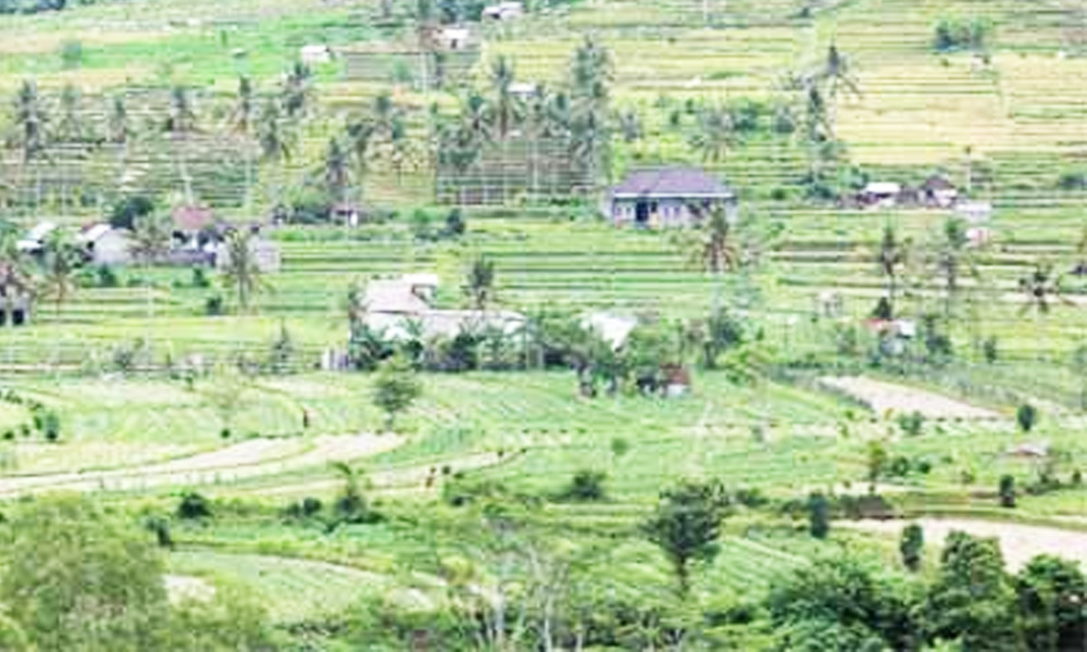 Sidemen rice fields