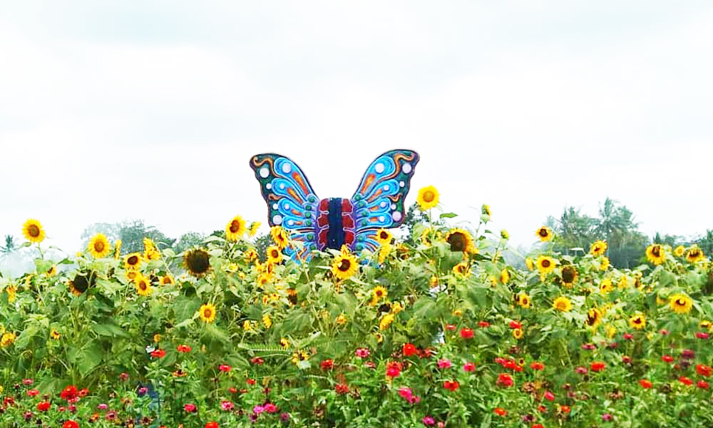 Sunflower garden