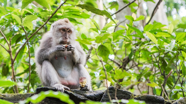 Long-tailed grey monkey