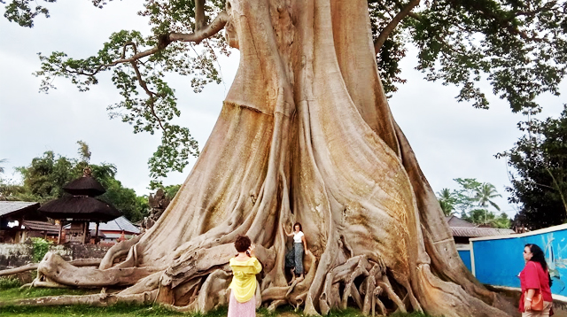 Giant white tree