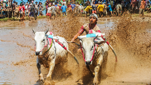 cow race in west sumatera