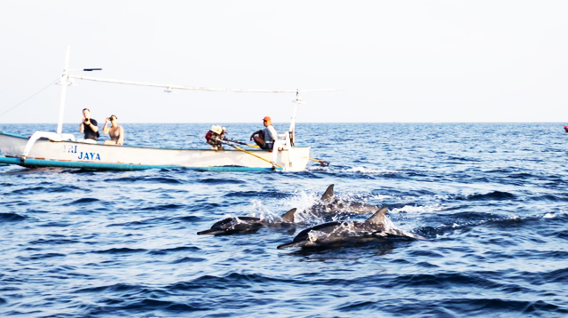 Dolphin watcing