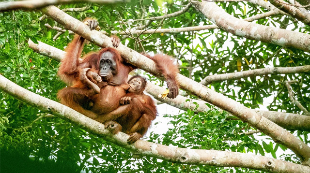 Orang utan