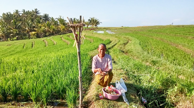 A ritual in rice field